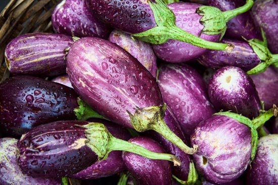 A worker displays a fresh aubergine harvest.