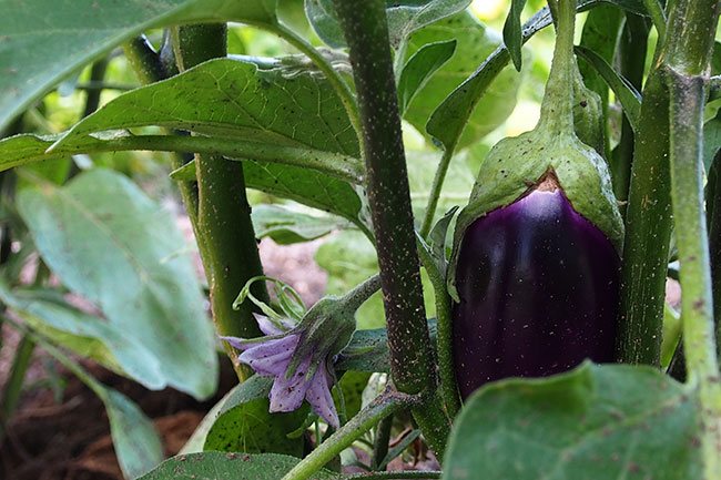A colorful flowering eggplant ripening on the vine.